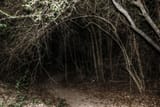 creepywoods