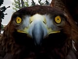 eagle