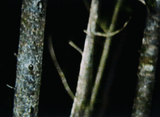 ThePines