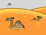 camels love muddy water