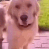 dog getthefuckawayfromme