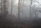 blog-forest-light-5