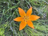 the most beautiful flower