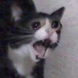 300px-Crying_Cat_screaming