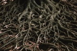 entangle