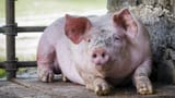 pig