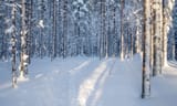 forest-1