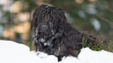 Bergamasco-Sheepdog
