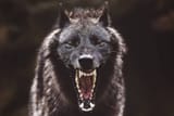 a-barking-wolf