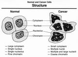 Normal_and_cancer_cells_structure