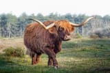 Longhorned-Highland-Bull-1640699743