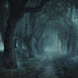 Forest_Path