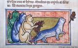 Beware the cats !