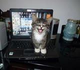 My parents&#039; cat used to sit on my laptop when he was young and just yell at me until I pet him_