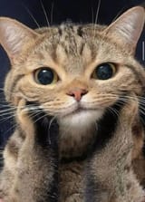 catcheeks