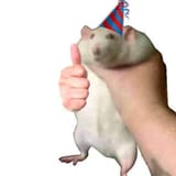 rat grab thumbs up