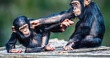 10226-newscripts-babychimp-social