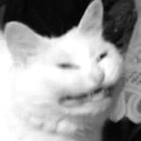chathissnoir