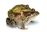 Strongylopus_grayii_in_amplexus