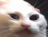 highcat