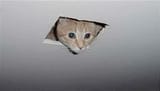 ceiling-cat