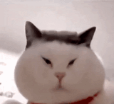 cat-asian