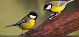 pair of tit birds