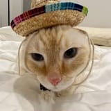 mexican cat