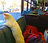 Cute cat taking a bus ride and looking out the window standing up_