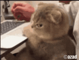 azad-cat-azad