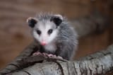 Opossum8