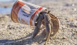 hermitcrab