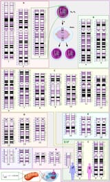 Human_karyotype_with_bands_and_sub-bands