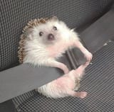 Comfy Hedgehog