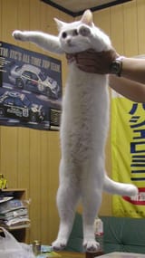 loooooooooooong cat