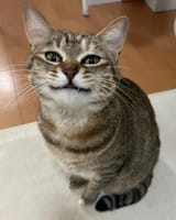 1743155001873536