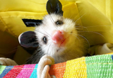 opossum4