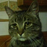 dejected cat