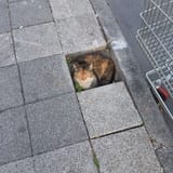 Macskaköves út