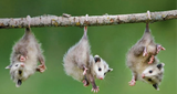 opossum