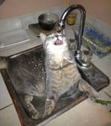 Thirsty cat