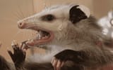 opossum3