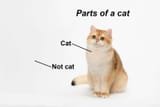 scottish-shorthair-cat-sitting-down-2095873780