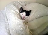 slep