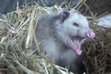 opossumSleeping6