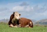 A healthy and happy cow, moments before being mysteriously mutilated
