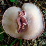 labia-of-the-woods