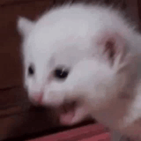 gritito