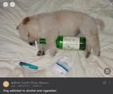 dog addicted to alcohol and cigarettes