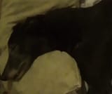 ziggeh1